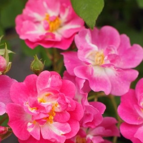 Rózsaszín - Rózsa - Petra's Perpetual - Online rózsa vásárlás